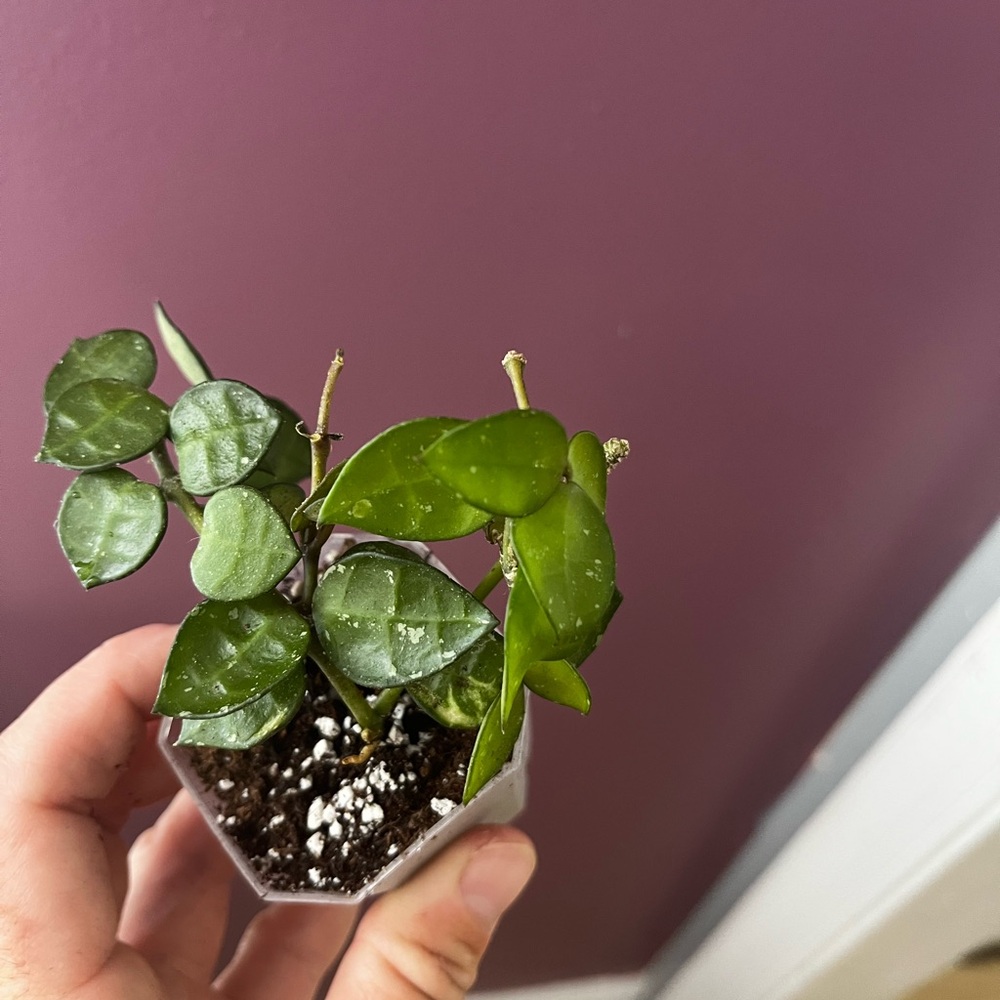 Hoya Lacunosa My Little Runaway